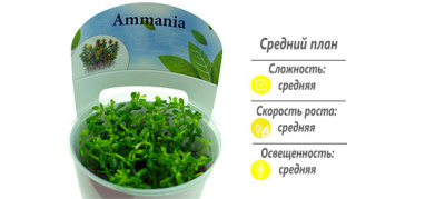 Аммания Бонсай (меристемное растение)